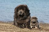 DOGUE DU TIBET 104